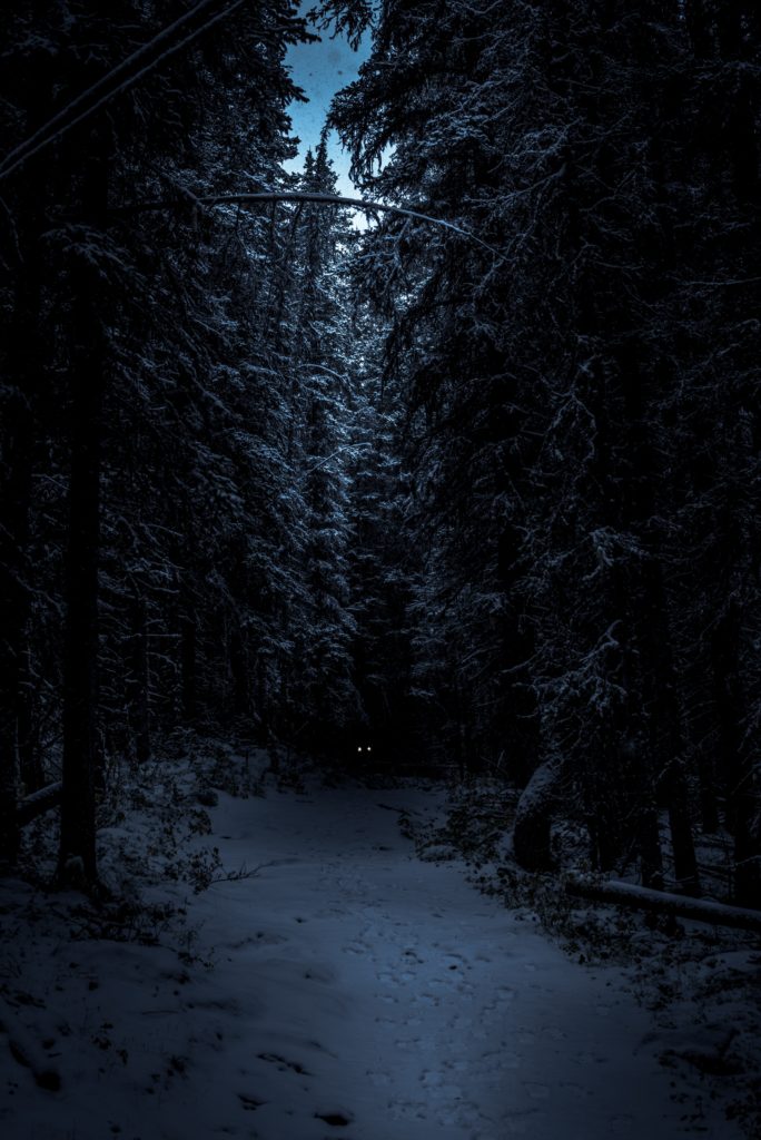 wolf eyes in the darkness of winter forest for January wolf moon