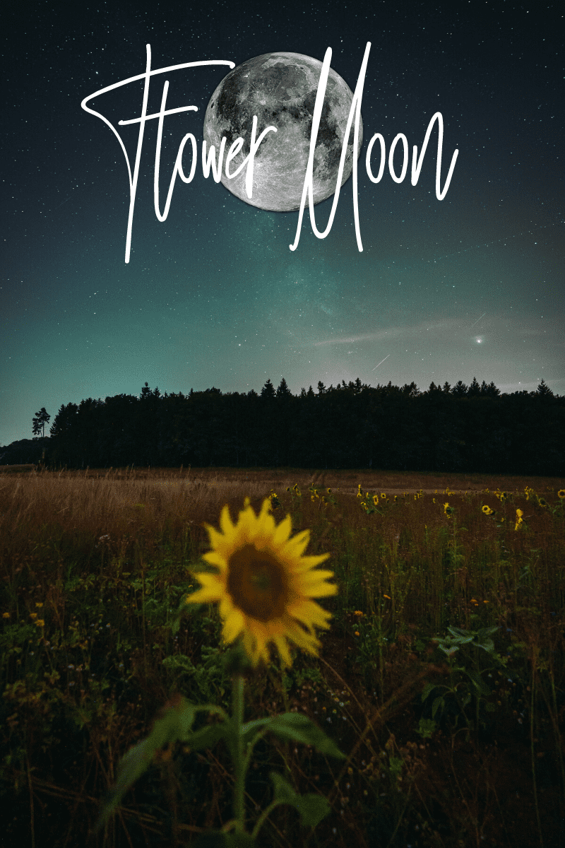 Field of sunflowers under the Flower Moon