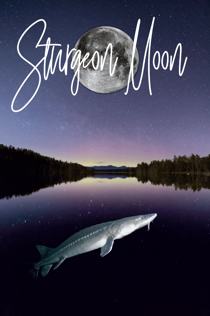 Sturgeon Full moon shining down on a lake with a sturgeon fish